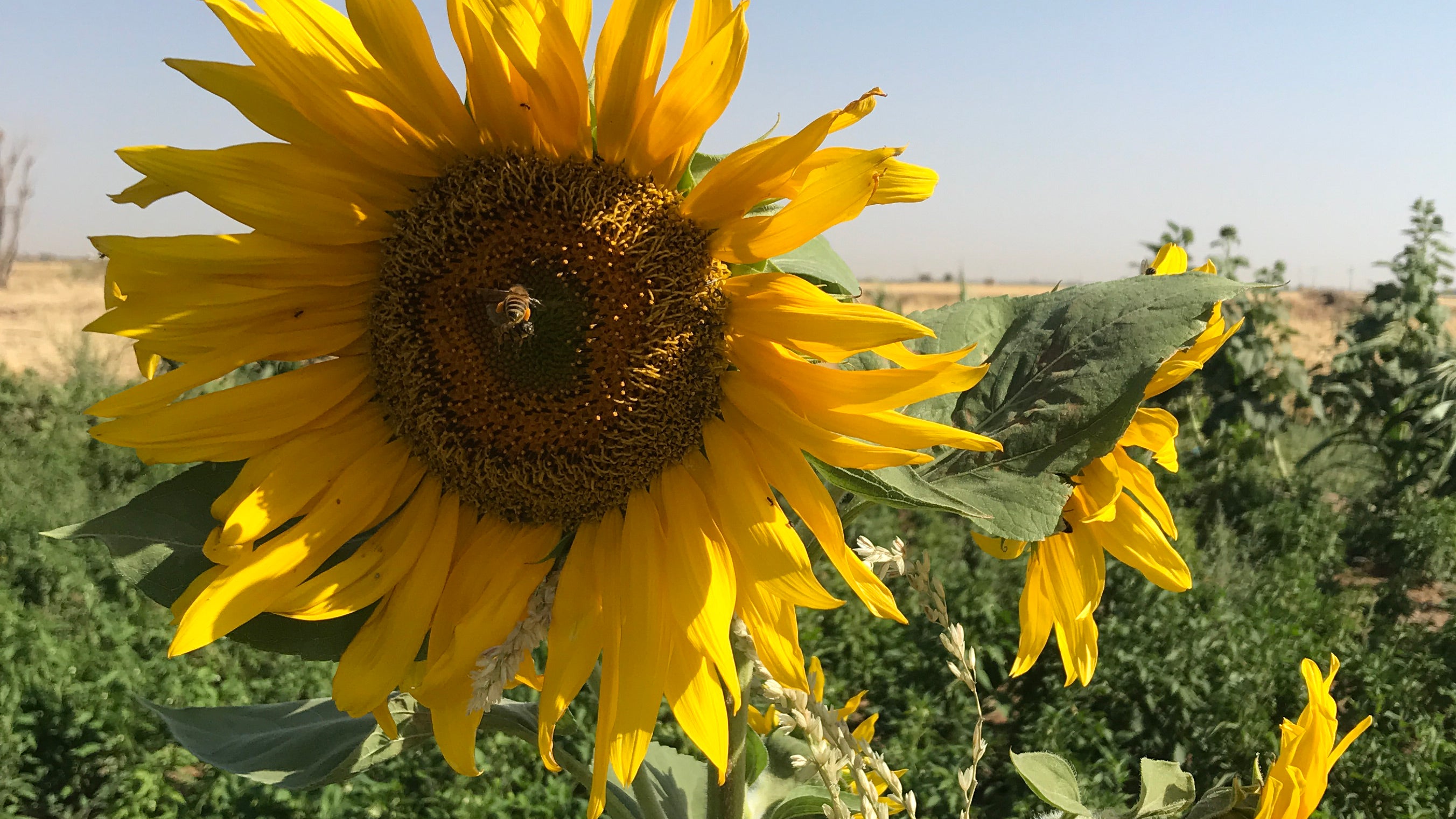 Persian Flora